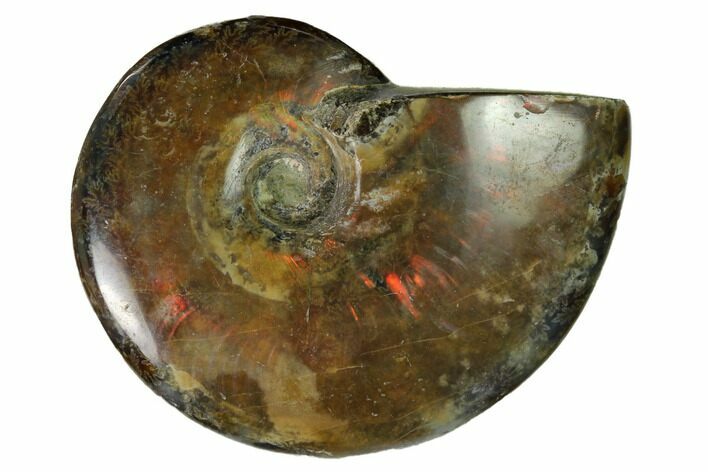 Red Flash Ammonite Fossil - Madagascar #151691